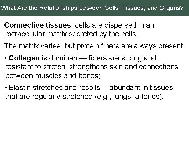 What Are the Relationships between Cells, Tissues, and Organs? Connective tissues: cells are dispersed