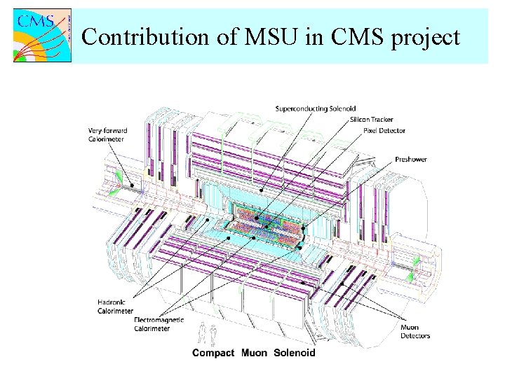 Contribution of MSU in CMS project 