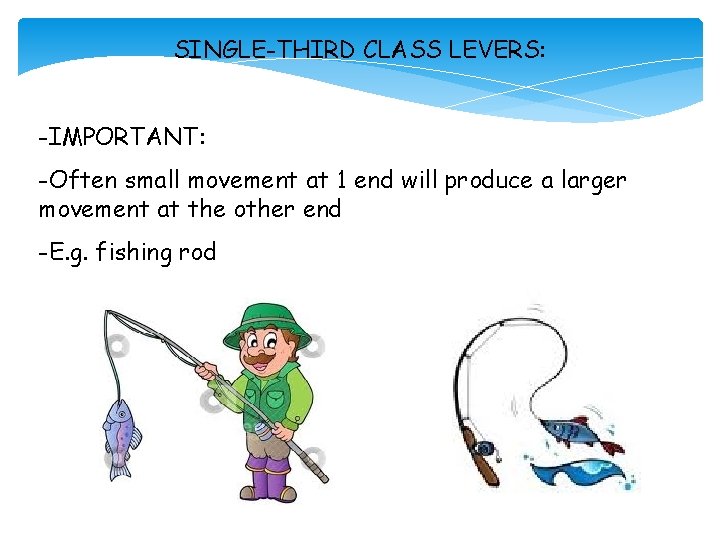 SINGLE-THIRD CLASS LEVERS: -IMPORTANT: -Often small movement at 1 end will produce a larger