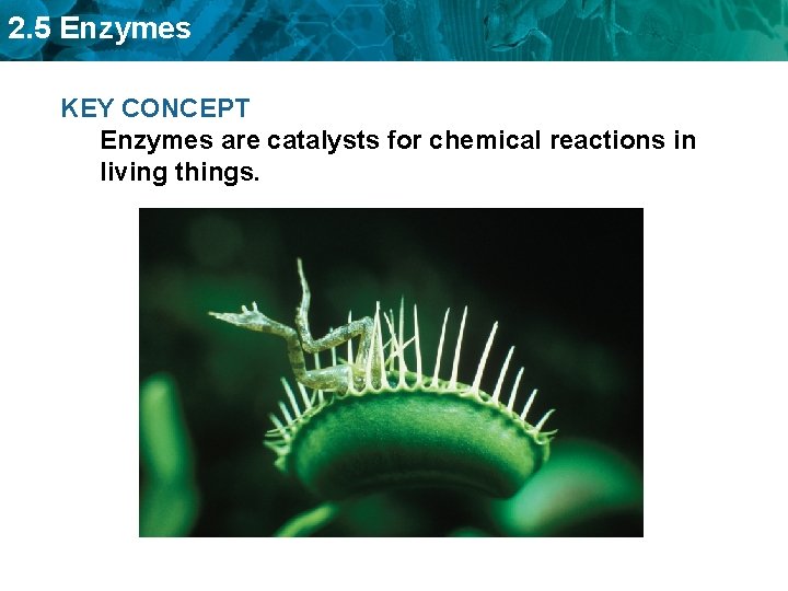 2. 5 Enzymes KEY CONCEPT Enzymes are catalysts for chemical reactions in living things.