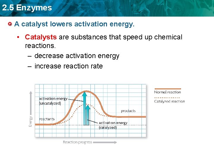 2. 5 Enzymes A catalyst lowers activation energy. • Catalysts are substances that speed
