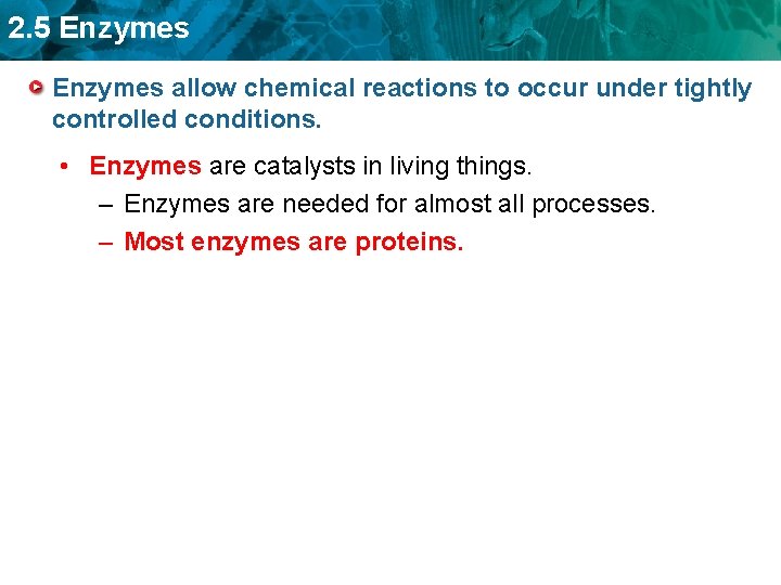 2. 5 Enzymes allow chemical reactions to occur under tightly controlled conditions. • Enzymes