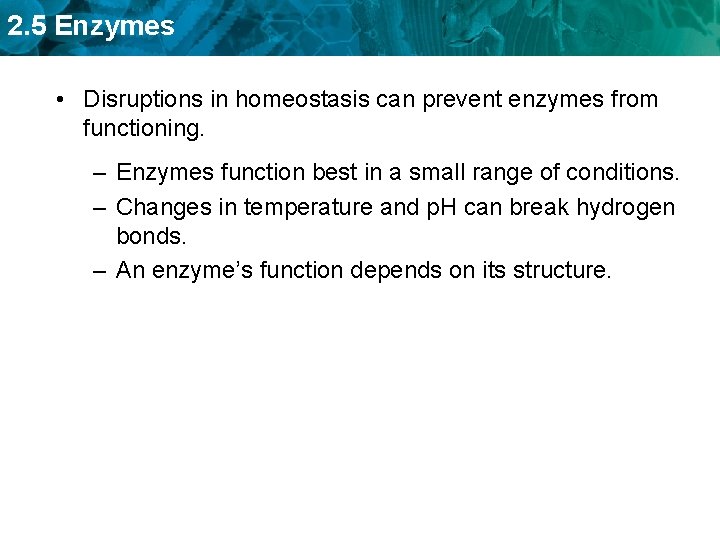 2. 5 Enzymes • Disruptions in homeostasis can prevent enzymes from functioning. – Enzymes