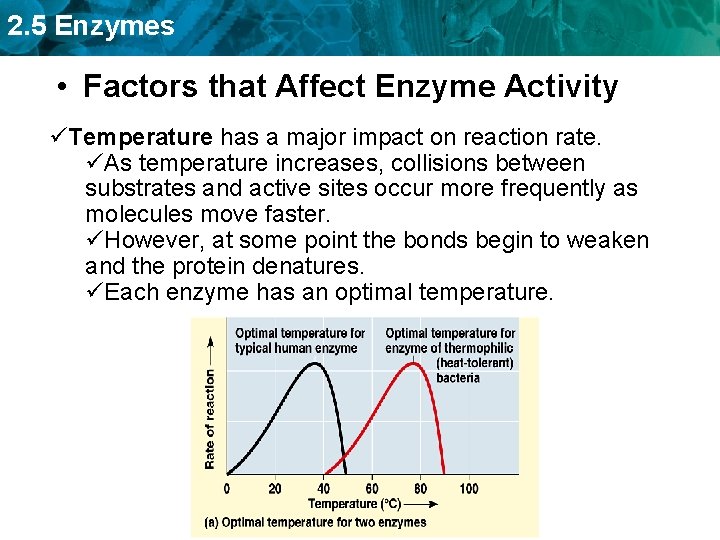 2. 5 Enzymes • Factors that Affect Enzyme Activity üTemperature has a major impact