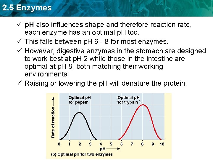 2. 5 Enzymes ü p. H also influences shape and therefore reaction rate, each