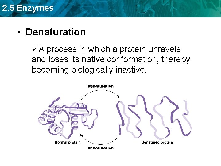 2. 5 Enzymes • Denaturation üA process in which a protein unravels and loses