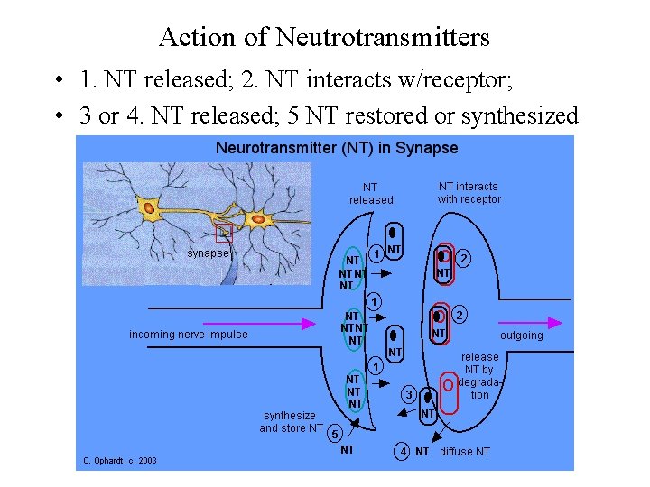 Action of Neutrotransmitters • 1. NT released; 2. NT interacts w/receptor; • 3 or