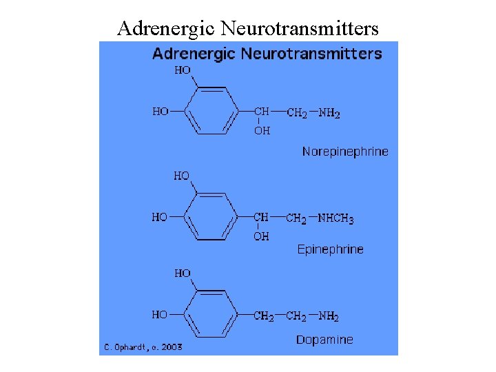 Adrenergic Neurotransmitters 