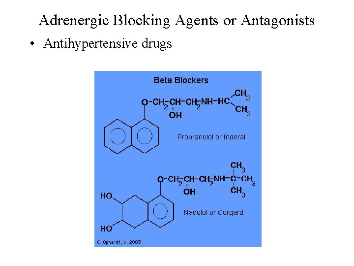 Adrenergic Blocking Agents or Antagonists • Antihypertensive drugs 