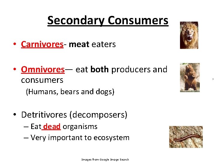 Secondary Consumers • Carnivores- meat eaters • Omnivores— eat both producers and consumers (Humans,