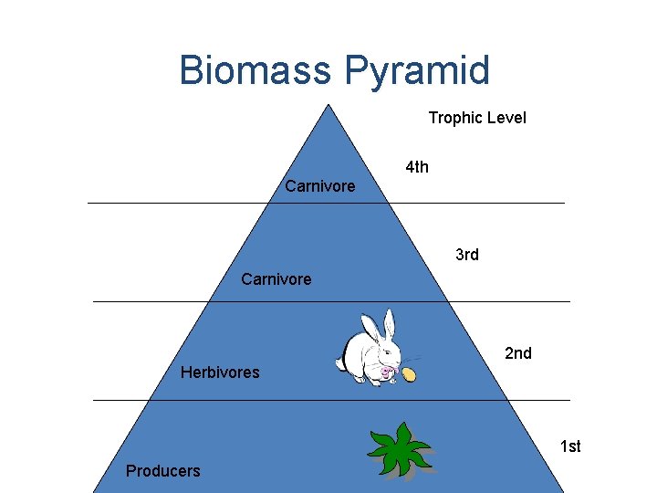 Biomass Pyramid Trophic Level 4 th Carnivore 3 rd Carnivore 2 nd Herbivores 1