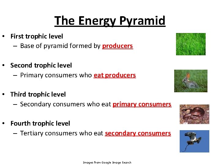 The Energy Pyramid • First trophic level – Base of pyramid formed by producers