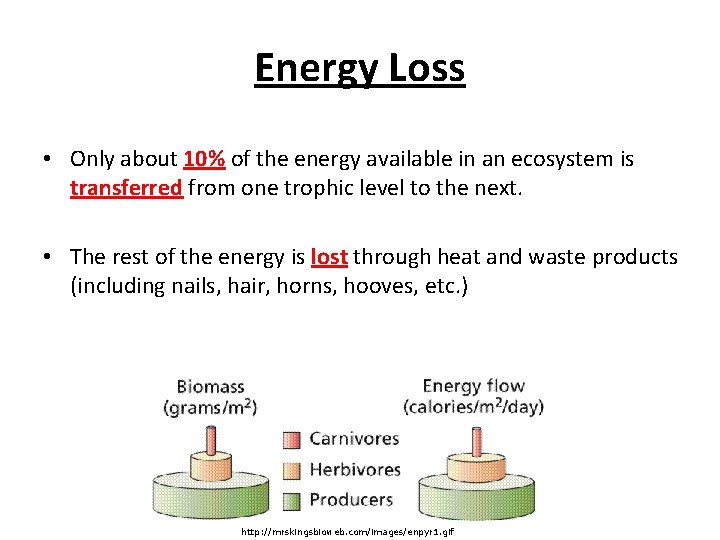 Energy Loss • Only about 10% of the energy available in an ecosystem is