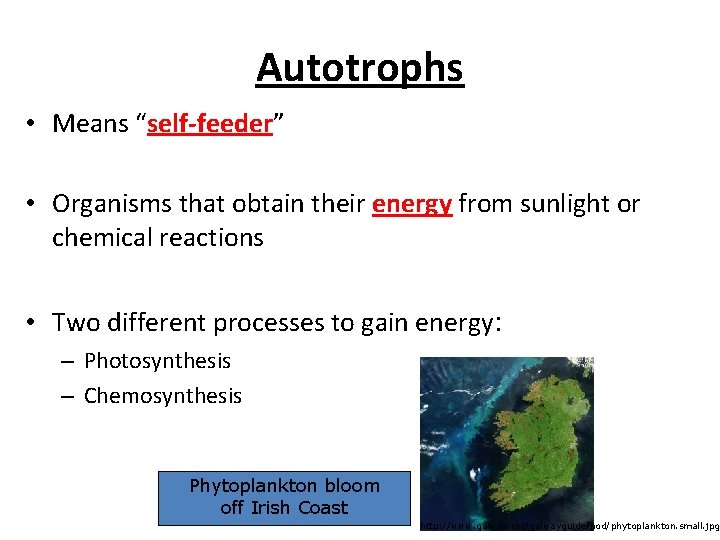 Autotrophs • Means “self-feeder” • Organisms that obtain their energy from sunlight or chemical