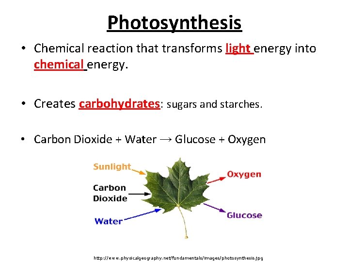 Photosynthesis • Chemical reaction that transforms light energy into chemical energy. • Creates carbohydrates: