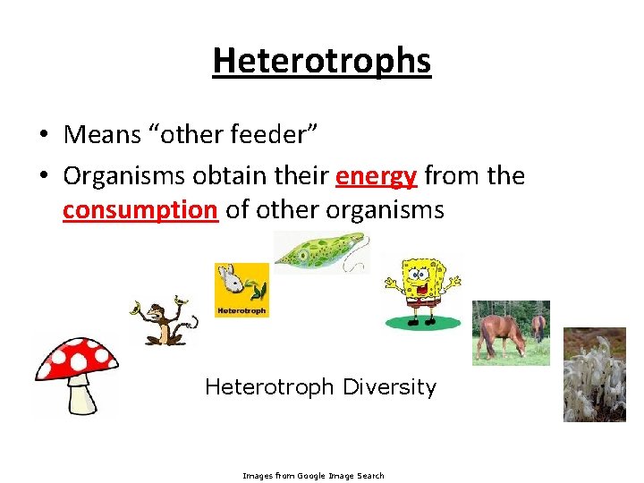 Heterotrophs • Means “other feeder” • Organisms obtain their energy from the consumption of