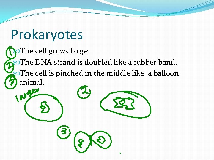Prokaryotes The cell grows larger The DNA strand is doubled like a rubber band. Prokaryotes The cell grows larger The DNA strand is doubled like a rubber band.