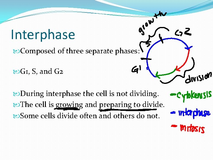 Interphase Composed of three separate phases: G 1, S, and G 2 During interphase Interphase Composed of three separate phases: G 1, S, and G 2 During interphase