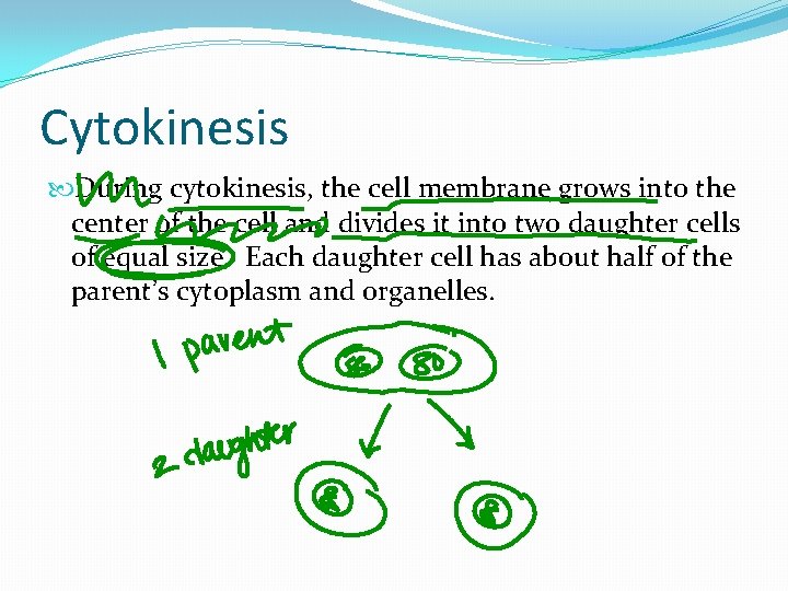 Cytokinesis During cytokinesis, the cell membrane grows into the center of the cell and Cytokinesis During cytokinesis, the cell membrane grows into the center of the cell and