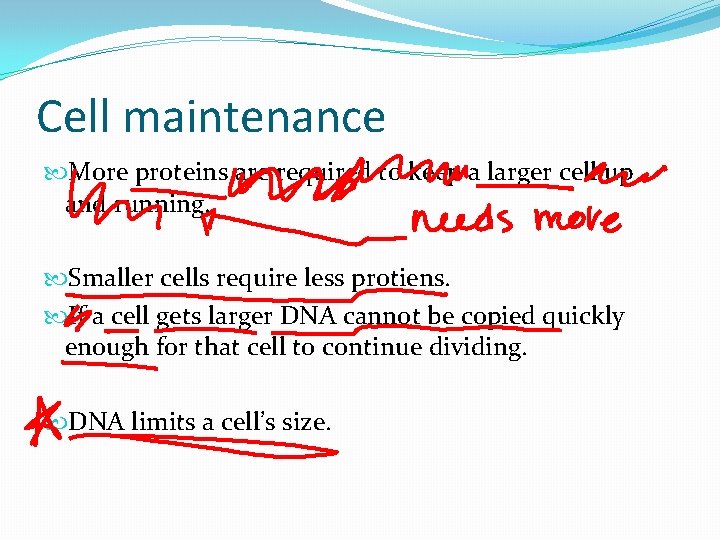 Cell maintenance More proteins are required to keep a larger cell up and running. Cell maintenance More proteins are required to keep a larger cell up and running.