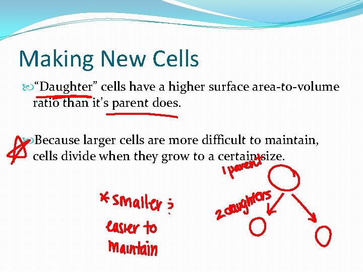 Making New Cells “Daughter” cells have a higher surface area-to-volume ratio than it’s parent Making New Cells “Daughter” cells have a higher surface area-to-volume ratio than it’s parent