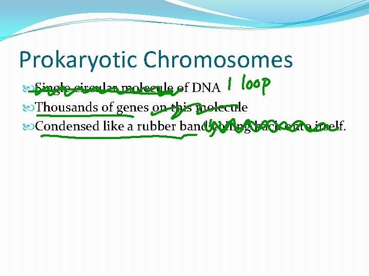 Prokaryotic Chromosomes Single circular molecule of DNA Thousands of genes on this molecule Condensed Prokaryotic Chromosomes Single circular molecule of DNA Thousands of genes on this molecule Condensed