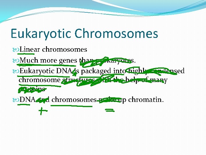 Eukaryotic Chromosomes Linear chromosomes Much more genes than prokaryotes. Eukaryotic DNA is packaged into Eukaryotic Chromosomes Linear chromosomes Much more genes than prokaryotes. Eukaryotic DNA is packaged into