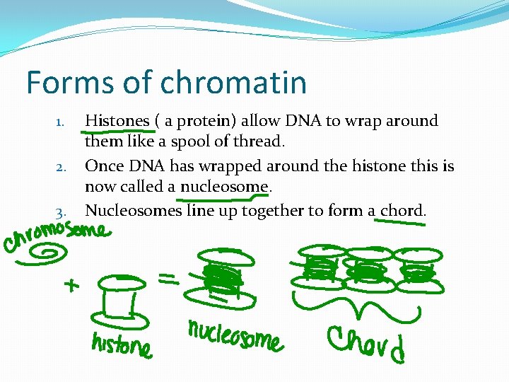 Forms of chromatin 1. 2. 3. Histones ( a protein) allow DNA to wrap Forms of chromatin 1. 2. 3. Histones ( a protein) allow DNA to wrap
