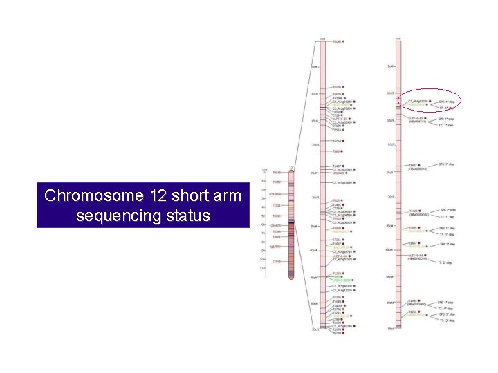 Chromosome 12 short arm sequencing status 