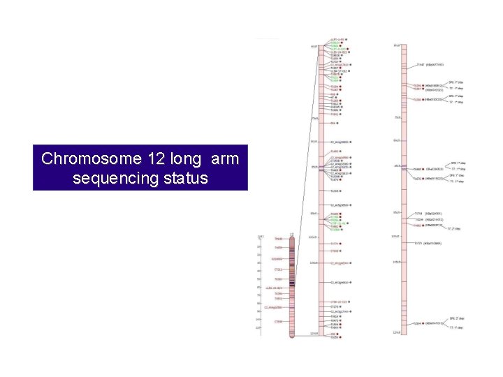 Chromosome 12 long arm sequencing status 