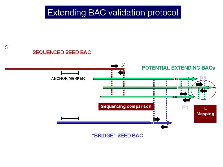 Extending BAC validation protocol 5’ SEQUENCED SEED BAC 3’ POTENTIAL EXTENDING BACs P 2