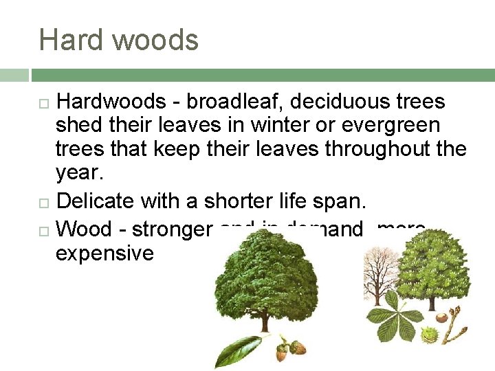 Hard woods Hardwoods - broadleaf, deciduous trees shed their leaves in winter or evergreen