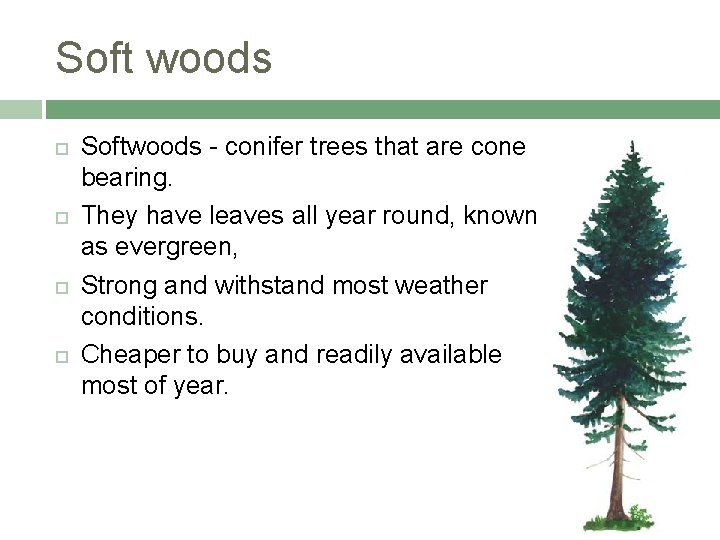 Soft woods Softwoods - conifer trees that are cone bearing. They have leaves all