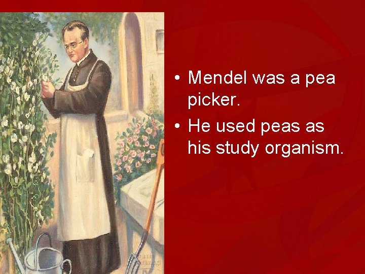  • Mendel was a pea picker. • He used peas as his study