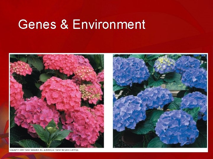 Genes & Environment 