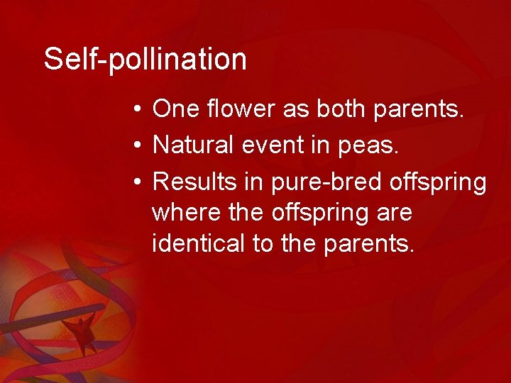 Self-pollination • One flower as both parents. • Natural event in peas. • Results