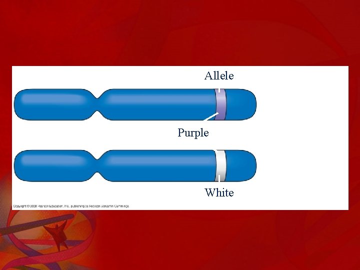 Allele for purple Alleleflowers Locus for flower-color Purple gene Allele for White white flowers