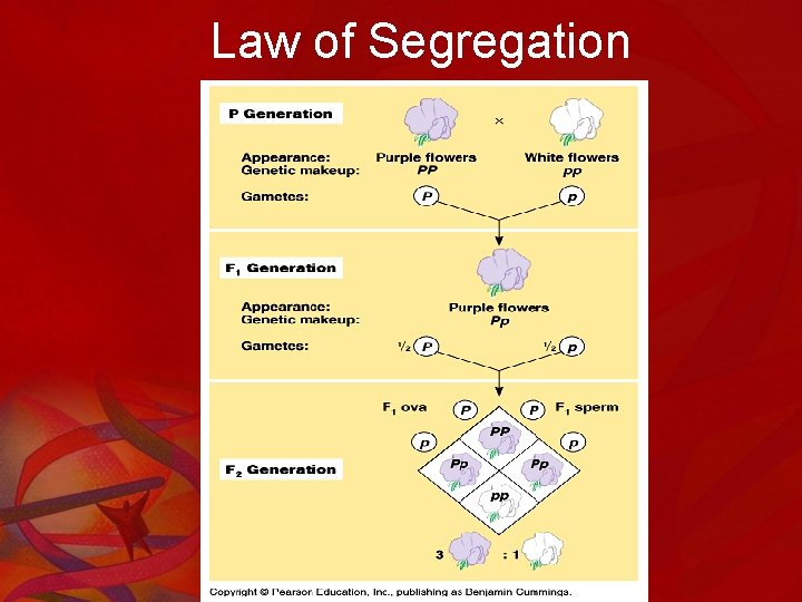 Law of Segregation 