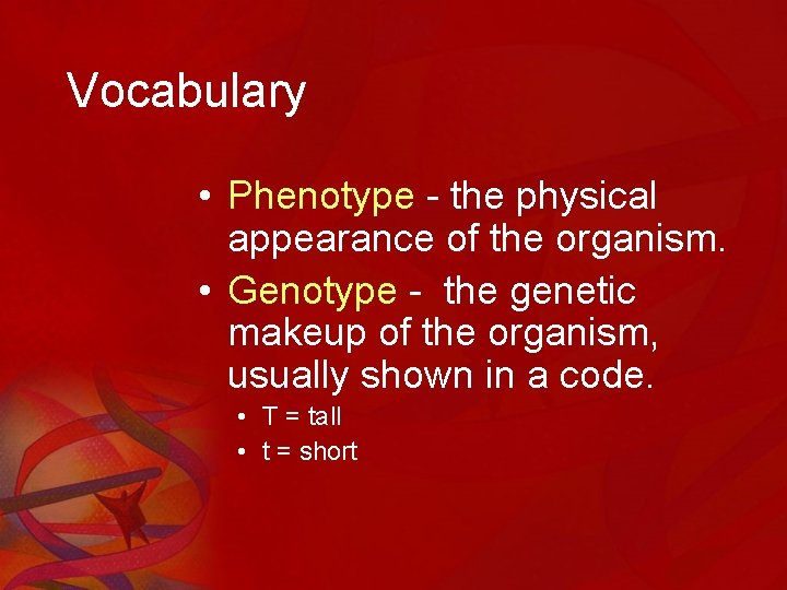 Vocabulary • Phenotype - the physical appearance of the organism. • Genotype - the