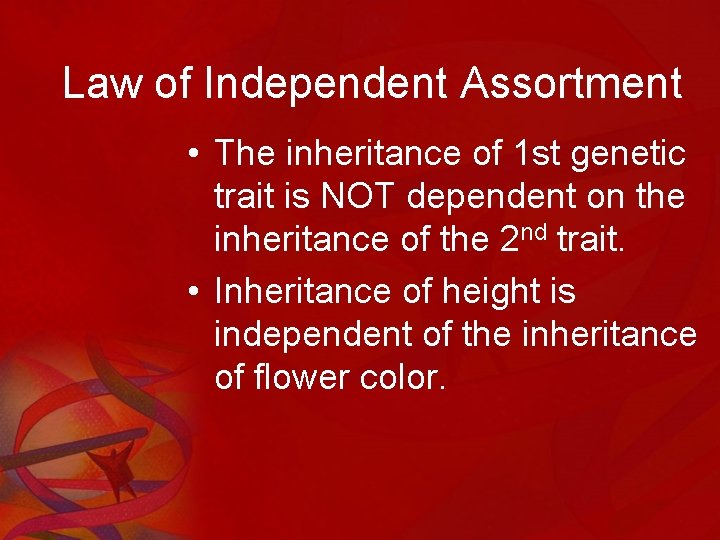 Law of Independent Assortment • The inheritance of 1 st genetic trait is NOT