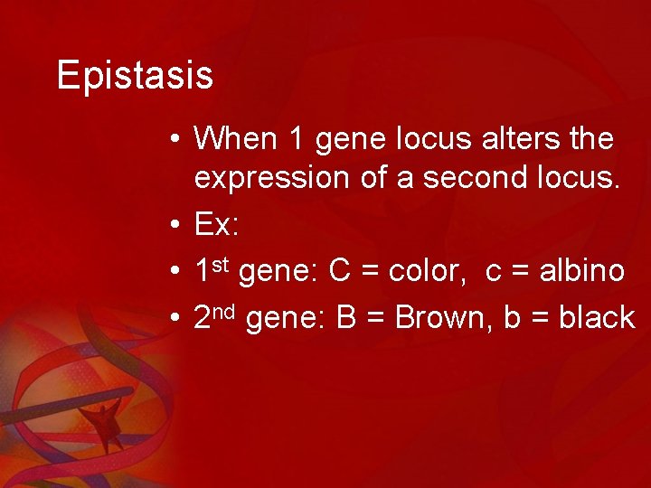 Epistasis • When 1 gene locus alters the expression of a second locus. •