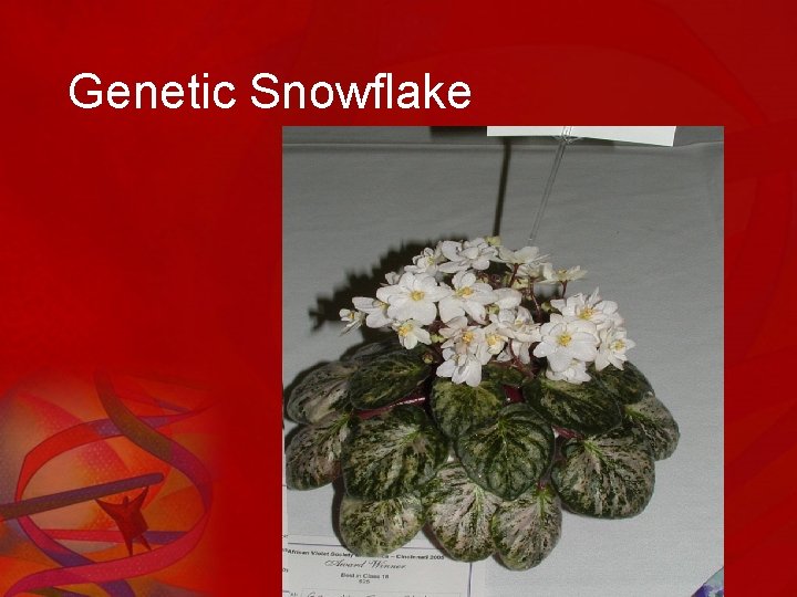 Genetic Snowflake 