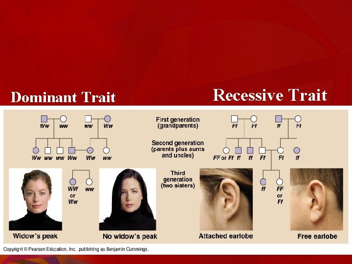 Dominant Trait Recessive Trait 