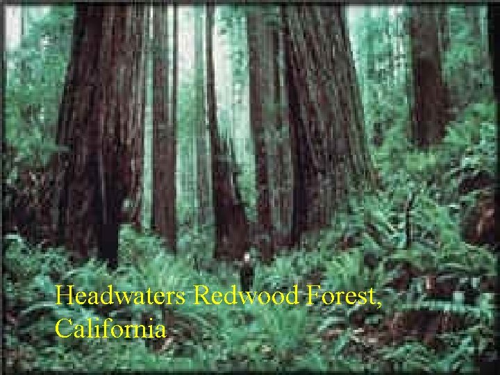 Headwaters Redwood Forest, California 