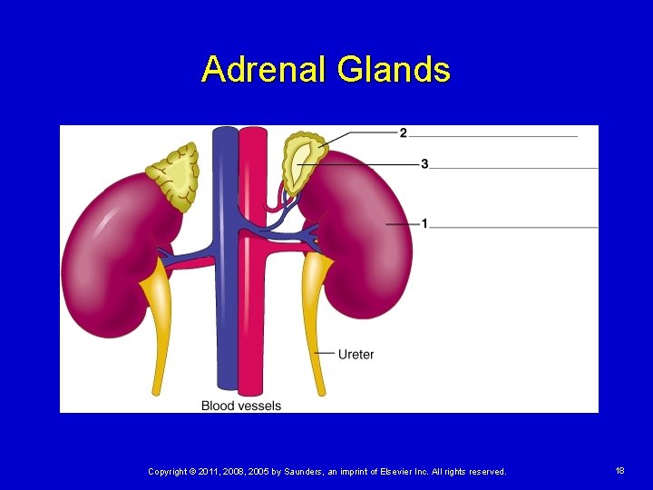 Adrenal Glands Copyright © 2011, 2008, 2005 by Saunders, an imprint of Elsevier Inc.