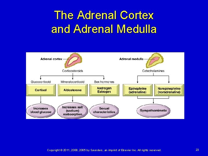 The Adrenal Cortex and Adrenal Medulla Copyright © 2011, 2008, 2005 by Saunders, an