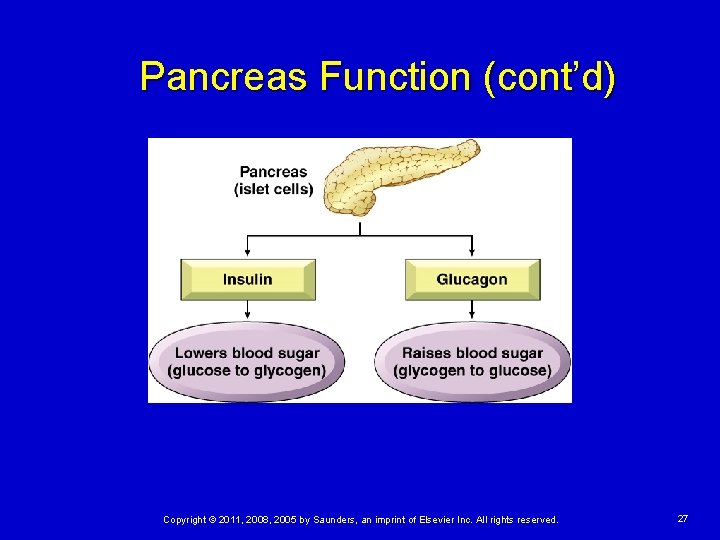 Pancreas Function (cont’d) Copyright © 2011, 2008, 2005 by Saunders, an imprint of Elsevier