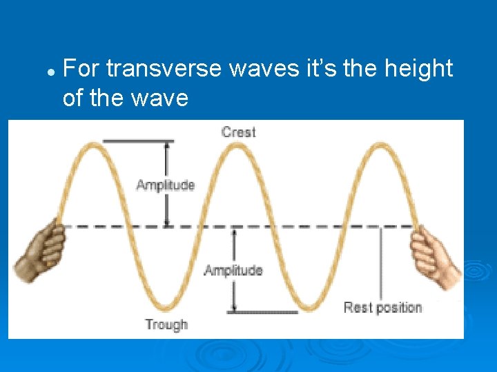 l For transverse waves it’s the height of the wave 