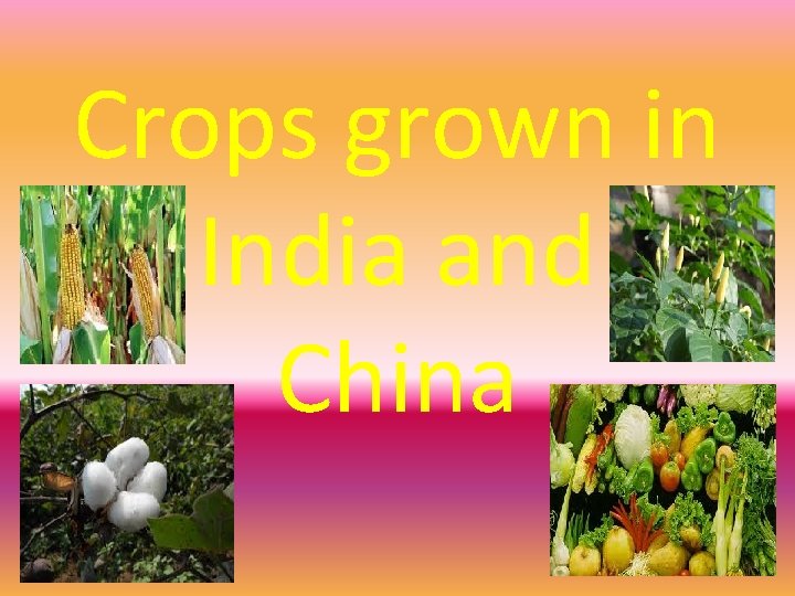 Crops grown in India and China 