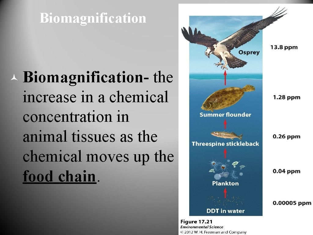 Biomagnification © Biomagnification- the increase in a chemical concentration in animal tissues as the